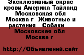 Эксклюзивный окрас крови Америка Тайланд - Московская обл., Москва г. Животные и растения » Собаки   . Московская обл.,Москва г.